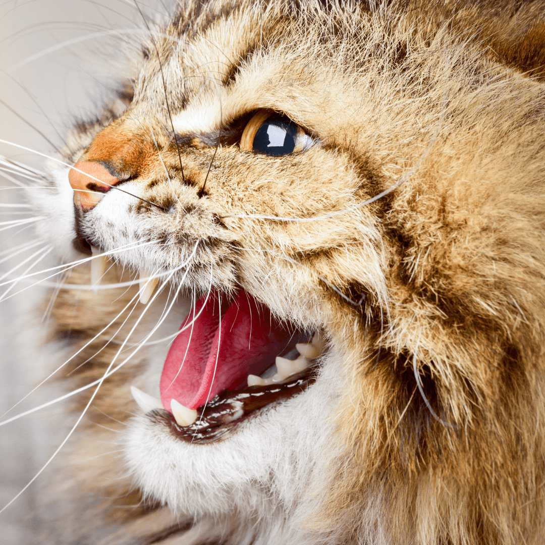 Comprendre et gérer l'agressivité chez les chats