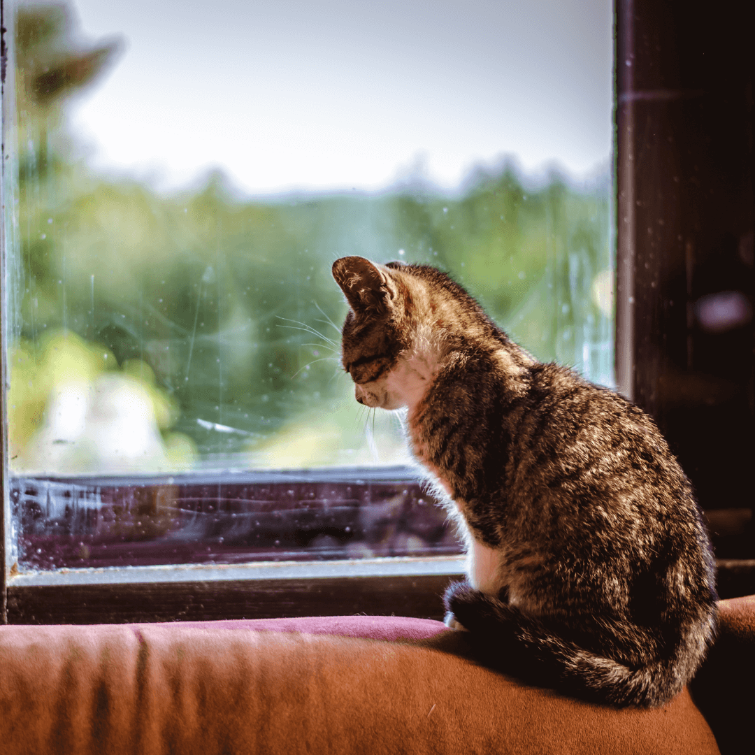 Comment préparer votre chat à votre absence pendant les vacances